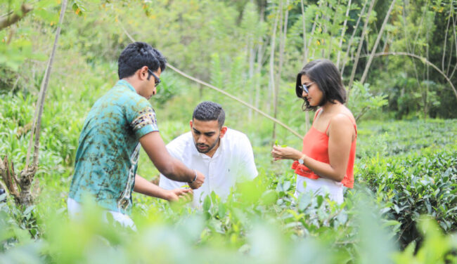 Discover the Art of Tea Plucking