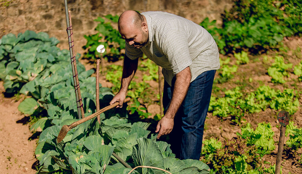 Enjoy fresh, organic vegetables straight from Mount Havana’s garden during your stay. Stroll through our lush vegetable gardens, learn about organic cultivation, and even try your hand at gardening. Pick your own veggies for a farm-to-table dining experience!