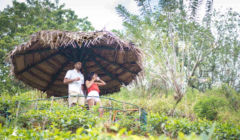 Enjoy a peaceful nature walk at Mount Havana’s serene forest, home to diverse flora and fauna. Spot birds, butterflies, and wildlife from the summer hut, perfect for strengthening family bonds